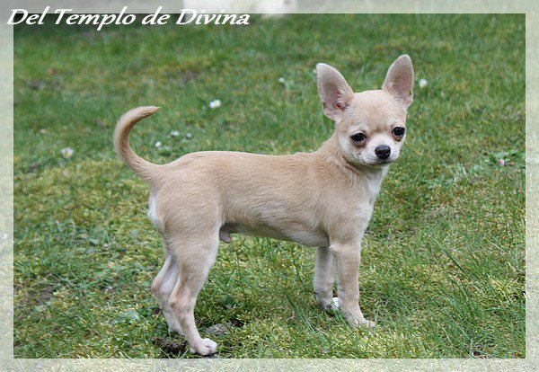 Hijo de la luna Del Templo De Divina
