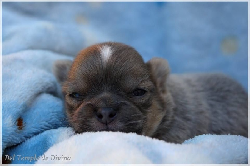 Chiot Chihuahua Del Templo De Divina